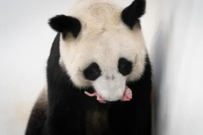 Большая Китайская Панда - настоящий ценитель бамбука и просто хороший  парень! - YouTube