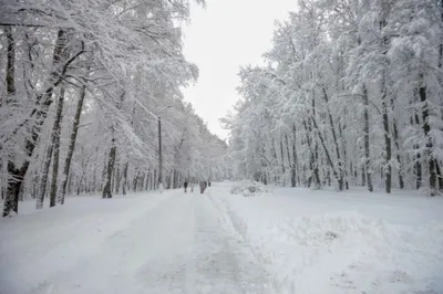 Стужа будет лютой? Гидрометцентр дал прогноз погоды на зиму 2023 в Улан-Удэ  | ОБЩЕСТВО | АиФ Бурятия