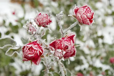 Пережить зиму. Как малоснежная погода в Воронежской области скажется на  полях и садах