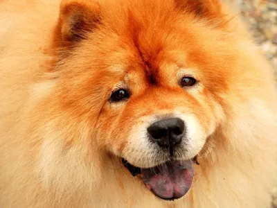 Самые пушистые собаки в мире ТОП 5: фото, породы, описание и особенности