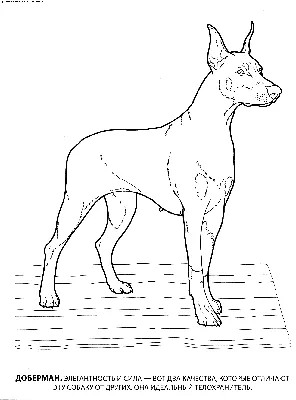 Раскраска Доберман | Раскраски собак, рисунки собак, картинки собак