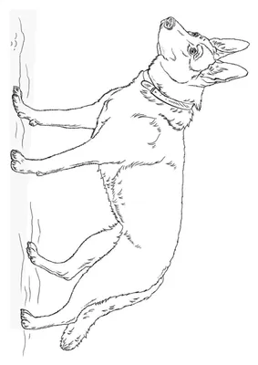 страница раскраски собак Dachshund для детей Иллюстрация вектора -  иллюстрации насчитывающей щенок, бело: 247362230
