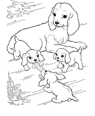 Вектор книжка-раскраски собаки таксы стиля Steampunk Иллюстрация вектора -  иллюстрации насчитывающей украшение, линии: 80128001