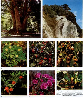 Картинки растений и животных фотографии