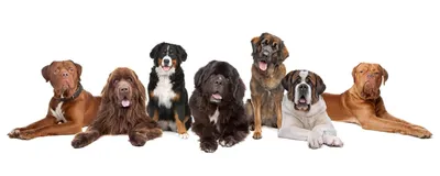 До какого возраста растут собаки, крупных, средних и мелких пород