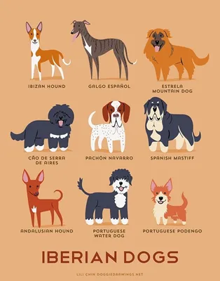 Генетики определили происхождение собак различных пород - Индикатор