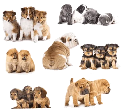 Породы собак: 170 фото характеристик и описаний стандартов больших, средних  и маленьких пород