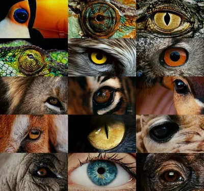 В Instagram появилась возможность взглянуть на мир глазами разных животных