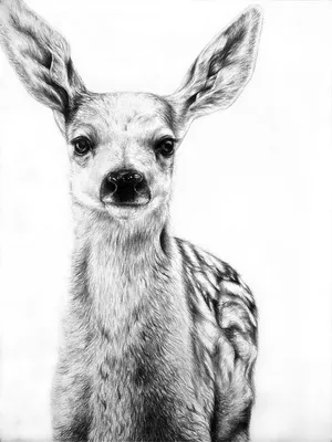 Рисунки животных для срисовки (100 фото) • Прикольные картинки и позитив