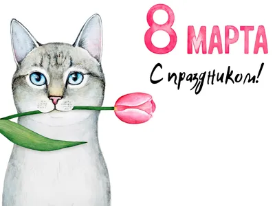 Афина Пет - Символом 8 марта 🌷 должна стать кошка! 😏 Кошки 🐈 независимы,  самодостаточны, уверены в себе, любят себя такими, какие есть, и всегда  добиваются своего. Даже если цель - пролежать