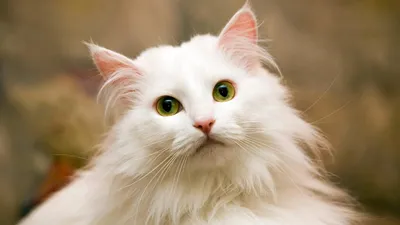Породы кошек с белой шерстью