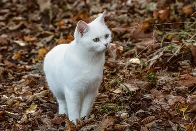 Картинки с белыми кошками фотографии