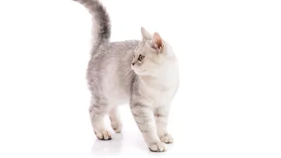 Вспоминая былые дни / одесские котики :: белый кот :: котэ (прикольные  картинки с кошками) / смешные картинки и другие приколы: комиксы, гиф  анимация, видео, лучший интеллектуальный юмор.