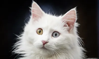 две маленькие белые кошки с коричневыми пятнами на головах Стоковое  Изображение - изображение насчитывающей влюбленность, мама: 230709101