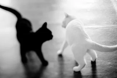 Белые и пушистые: как священные кошки озера Ван стали туристической  изюминкой | Вокруг Света