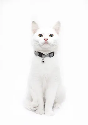 Белая кошка | Белые кошки, Кошки, Котята