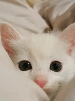 Две белые кошки с разноцветными глазами лежат на белой кровати генеративный  ии | Премиум Фото