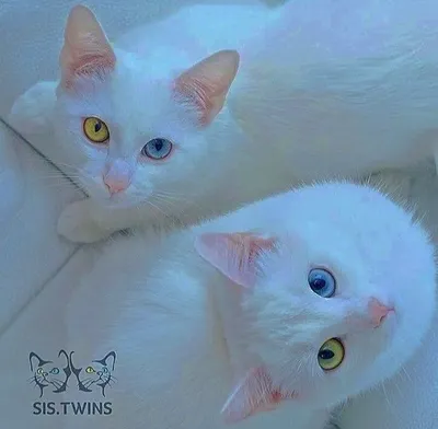 Белые красивые кошки - 69 фото