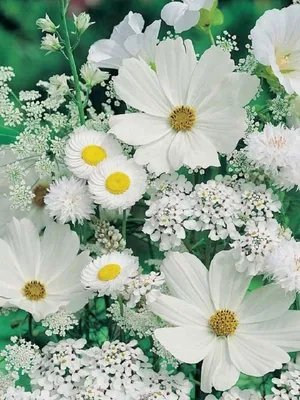 Белые цветы Эрец-Исраэль: dona_anna — LiveJournal