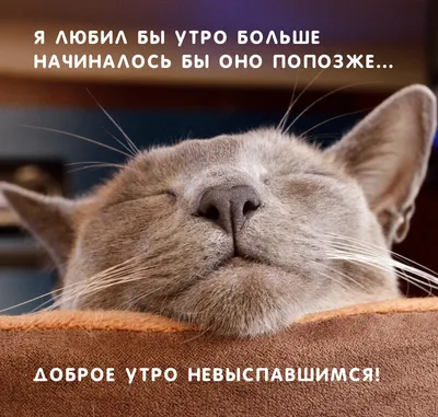 ЛЕТНЕЕ 🐾😽💗😸🐾 УТРО ДОБРОЕ! | Иллюстрации кошек, Самые милые животные,  Забавные зверюшки