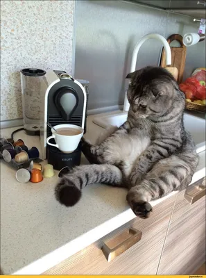 Утро доброе. / loveyouStepan (кот Степан) :: кофеёк :: котэ (прикольные  картинки с кошками) / смешные картинки и другие приколы: комиксы, гиф  анимация, видео, лучший интеллектуальный юмор.