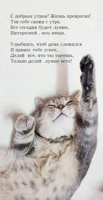 МемНаташа-MemNatasha - #memnatasha #кот #котик #котэ #доброеутро #печаль  #грусть #смешно #мем #мемы #мемас #мемчик #утро #утречко #ржака #ржач  #весело #кошка #кошак #котейка | Facebook