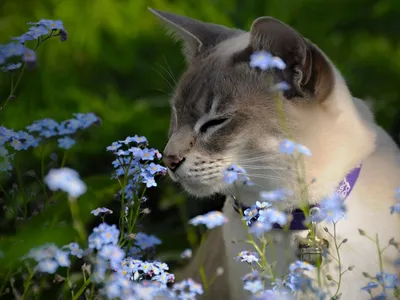 Картинки с кошками и цветами