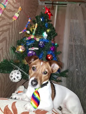 Смешные и прикольные картинки с наступающим Новым годом Собаки 2018. |  Christmas ornaments, Christmas bulbs, Holiday