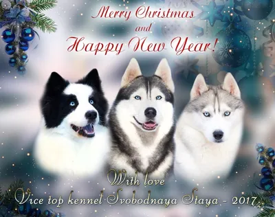 Собаки поздравляют с годом Собаки (ФОТО) - ЗооТверь - Тверской справочно -  информационный портал для любителей животных