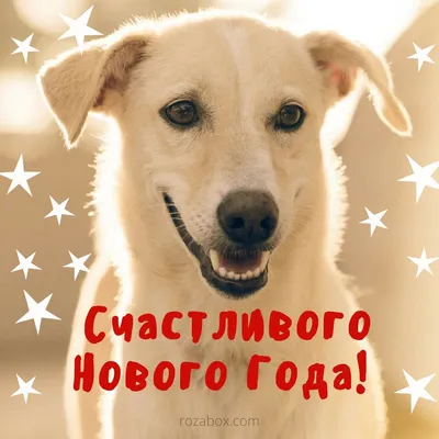 С наступающим Новым Годом желтой собаки! :: Светлана – Социальная сеть  ФотоКто