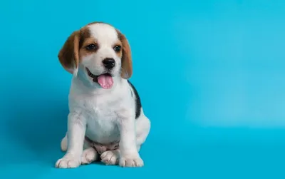 Самые маленькие породы собак во всем мире