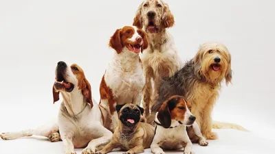 10 самых маленьких пород собак в мире плюс бонус. | Всё про всё | Дзен