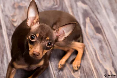 10 самых маленьких пород собак в мире, которых сложно найти, легко потерять  и невозможно не любить | Маленькие породы собак, Породы собак, Собаки