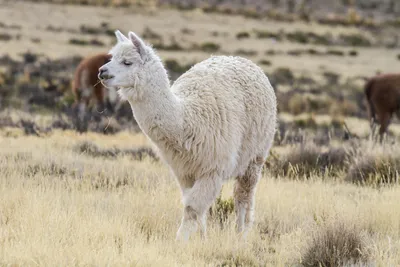 Тепло и мягко: 7 животных с самой качественной шерстью | Вокруг Света