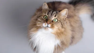 Сибирская кошка: характеристика, уход, здоровье, шерсть