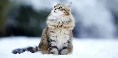 Сибирская кошка: Наш ответ мейн-куну. Русский вариант морозостойкой  сверхпушистой породы | Книга животных | Дзен