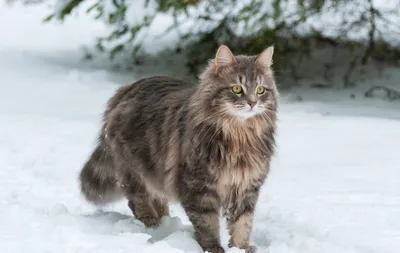 Сибирская кошка — MyPets.kz