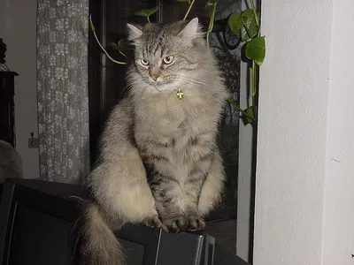Сибирская кошка: кошка: фото, характер, описание породы | РБК Life