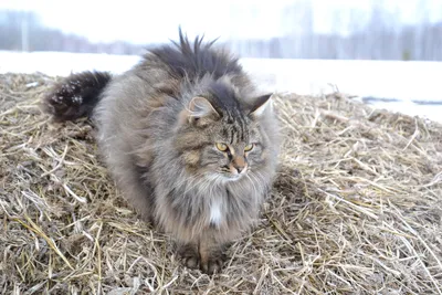 Котята Сибирской породы | Котомир