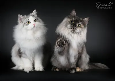 Сибирская кошка - характер и повадки