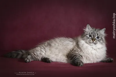 Купить сибирского котенка в Минске | Siberian.by