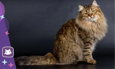 Характер сибирской кошки – My Moroshka - питомник сибирских кошек