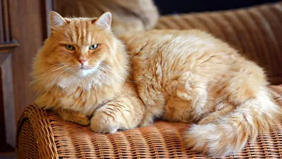 Сибирская кошка: фото, описание породы, окрасы | WHISKAS®