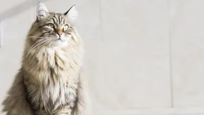😻5 главных признаков настоящей сибирской кошки | Нос, хвост, лапы | Дзен