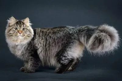 Сибирская кошка: все о кошке, фото, описание породы, характер, цена