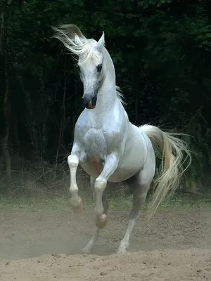 Сказочная красота — арабские и андалузские лошади | Андалузская лошадь,  Красивые лошади, Белые лошади