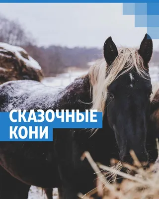 Детские флизелиновые фотообои \"Сказочные лошади\" 500х250 (ШхВ) - купить по  выгодной цене в интернет-магазине OZON (1115308260)