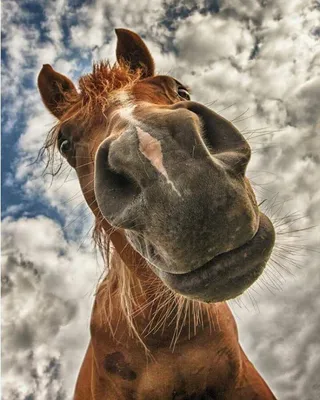 Картинки смешных лошадей