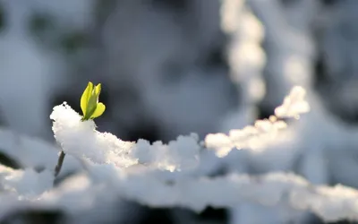 Весна! Снег | Цветы | Весна | Природа | Amazing flowers, Winter garden,  Spring flowers