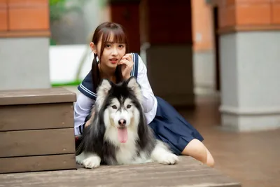 Азиаты — собаки не для всех | Заводчица счастья | Дзен